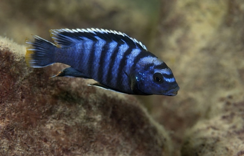 Labidochromis sp. 'gigas chilumba' Katale Island